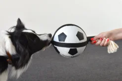 Flamingo Jouet Chien Matchball Balle De Foot 12,5cm -Éco Pattes 426a3b0218cf394ef522fae6b5f519bbb9a230d83d2d89068b2c2dfa66fcc061 scaled