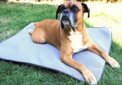 Produits populaires -Éco Pattes 638baae81eb1e1760e928973f328af13c93fa40d74fa34b96d53b09ed3adbfed