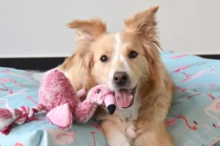 Flamingo Jouet Chien Peluche Andes Flamant Rose 36cm -Éco Pattes 6aee37b1fcf593cb91672437a685dd8734f32d637e0b15053fdf3f74d92c2235 scaled