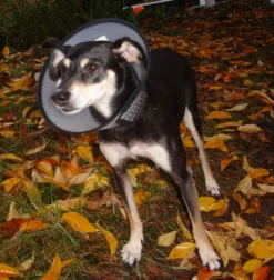 Flamingo Carcan Capo 31,5cm -Éco Pattes 7de486facebd1c50360a8963fe8fbb258e165e18ebbce23e466ab63927cea963