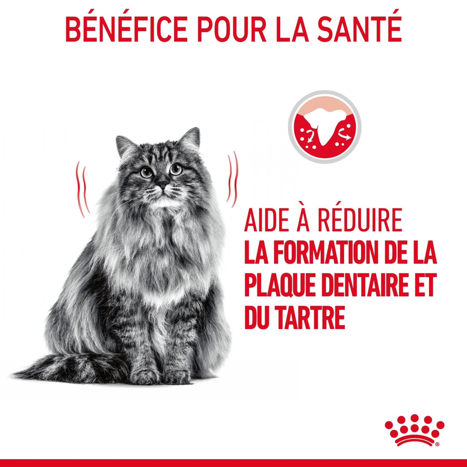 Royal Canin Dental Care Pour Chat 3,5kg 6 Royal Canin Dental Care Pour Chat 3,5kg – Image 6