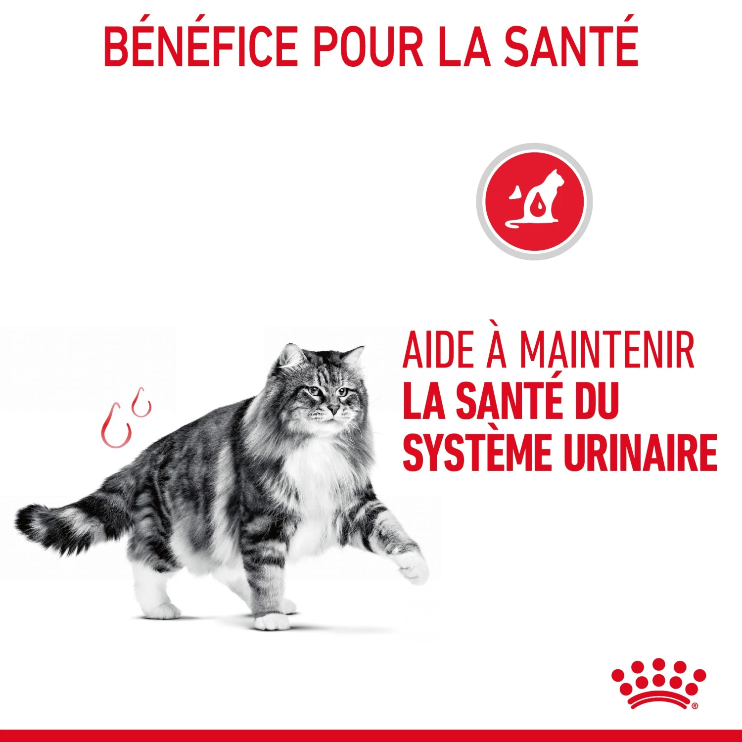 Royal Canin Urinary Care Pour Chat 2kg 7 Royal Canin Urinary Care Pour Chat 2kg – Image 7