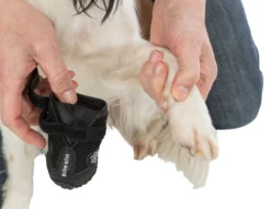 Trixie Chaussures De Protection Walker Active / M-L 2pcs. -Éco Pattes a9ed7403e7270fba9cbe0c569267f57bb704d33b769ec1a5458f95b1bf0c54e0 2