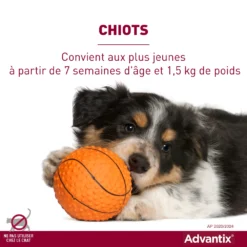 Advantix Très Petit Chien 2-4Kg -Éco Pattes advantix convient aux chiots