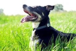 Animo Tracker D'activités 11 Animo Tracker D'activités -Éco Pattes animo 2