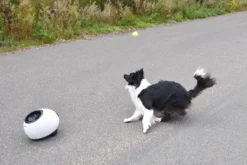 Flamingo Jouet Chien Elton Interactif Distributeur Automatique De Friandises+balles De Tennis 33x24x29cm -Éco Pattes cbb3ba05b8066ea246a2bc1a26978531b6e24a1e3315a5847be7e78fa7441235 scaled