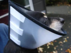 Flamingo Carcan Capo 38,5cm -Éco Pattes cbf5d4f40c64dfaa118e270f29c6a90a62a4dafbd6dcb54997f8935169c66b18