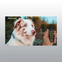 Collier De Dressage Canicom Voice NUM'AXES -Éco Pattes collier dressage canicom voice4