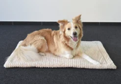 Flamingo Coussin Zupo Plat Rectangulaire Gris 100,5x63x2cm 8 Flamingo Coussin Zupo Plat Rectangulaire Gris 100,5x63x2cm -Éco Pattes de5c5c4b160eef4ebe924dd58e302b4a4f13be5b0e2b05e1751b339ca6f7eb58 scaled