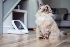 Sureflap Distributeur De Nourriture Connect Surefeed -Éco Pattes distributeur de nourriture connect surefeed 8