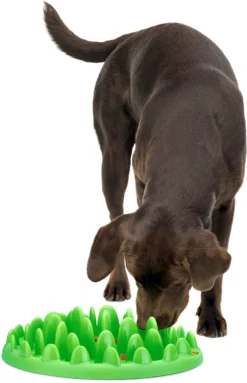 Flamingo Gamelle Anti-glouton Northmate Green Vert 40x30x10cm -Éco Pattes eaec585ead0df0b12c3ca47756dfe16246716d127779bb5a6717a8abd901124c scaled