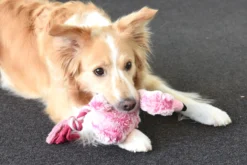 Flamingo Jouet Chien Peluche Andes Flamant Rose 36cm -Éco Pattes ed2d50211e2888730dfb561c12fb49e3b6842b0562aadf2de2065d6f320fa5c3 scaled