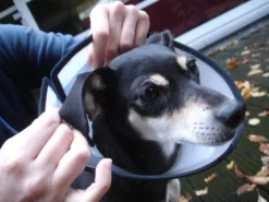 Flamingo Carcan Capo 31,5cm -Éco Pattes faa9529e5b9f77cc94f3f7dd4fedc2f14c8fa97292c91b445bf394fb4d1ac286