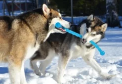 Safestix KONG -Éco Pattes fb80efaed2ac5ccd81d3243c6c7f43066f6bf207daa1c3ed5d318c728421b9df