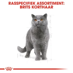 Royal Canin British Shorthair Pour Chat 4kg -Éco Pattes rc fbn britishsh cv eretailkit 1 nl nl 1