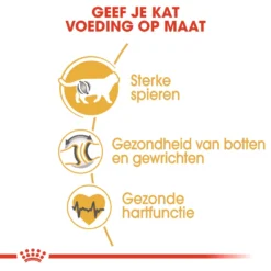 Royal Canin British Shorthair Pour Chat 4kg -Éco Pattes rc fbn britishsh cv eretailkit 3 nl nl 1