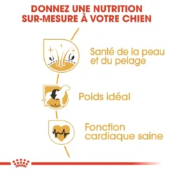 Royal Canin Cocker Adult Pour Chien 12kg -Éco Pattes royal canin cocker adult cocker 2 1