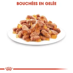 Royal Canin Kitten Sterilised -Éco Pattes royal canin kitten sterilised kitten sterilised lot x g 1 1