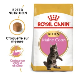 Royal Canin Maine Coon Chaton Pour Chat 10kg 9 Royal Canin Maine Coon Chaton Pour Chat 10kg -Éco Pattes royal canin maine coon kitten maine coon kitten 1