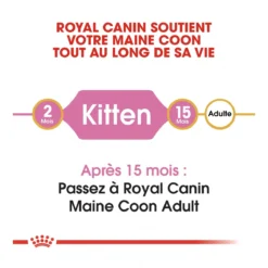 Royal Canin Maine Coon Chaton Pour Chat 10kg 12 Royal Canin Maine Coon Chaton Pour Chat 10kg -Éco Pattes royal canin maine coon kitten maine coon kitten 4