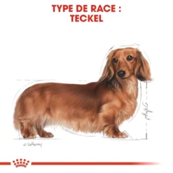 Royal Canin Teckel Adult Pour Chien 7,5kg -Éco Pattes royal canin teckel adult dachshund teckel dachshund 3
