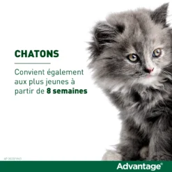 Advantage 80 Chat Et Lapin De Plus De 4 Kg -Éco Pattes vignette chaton