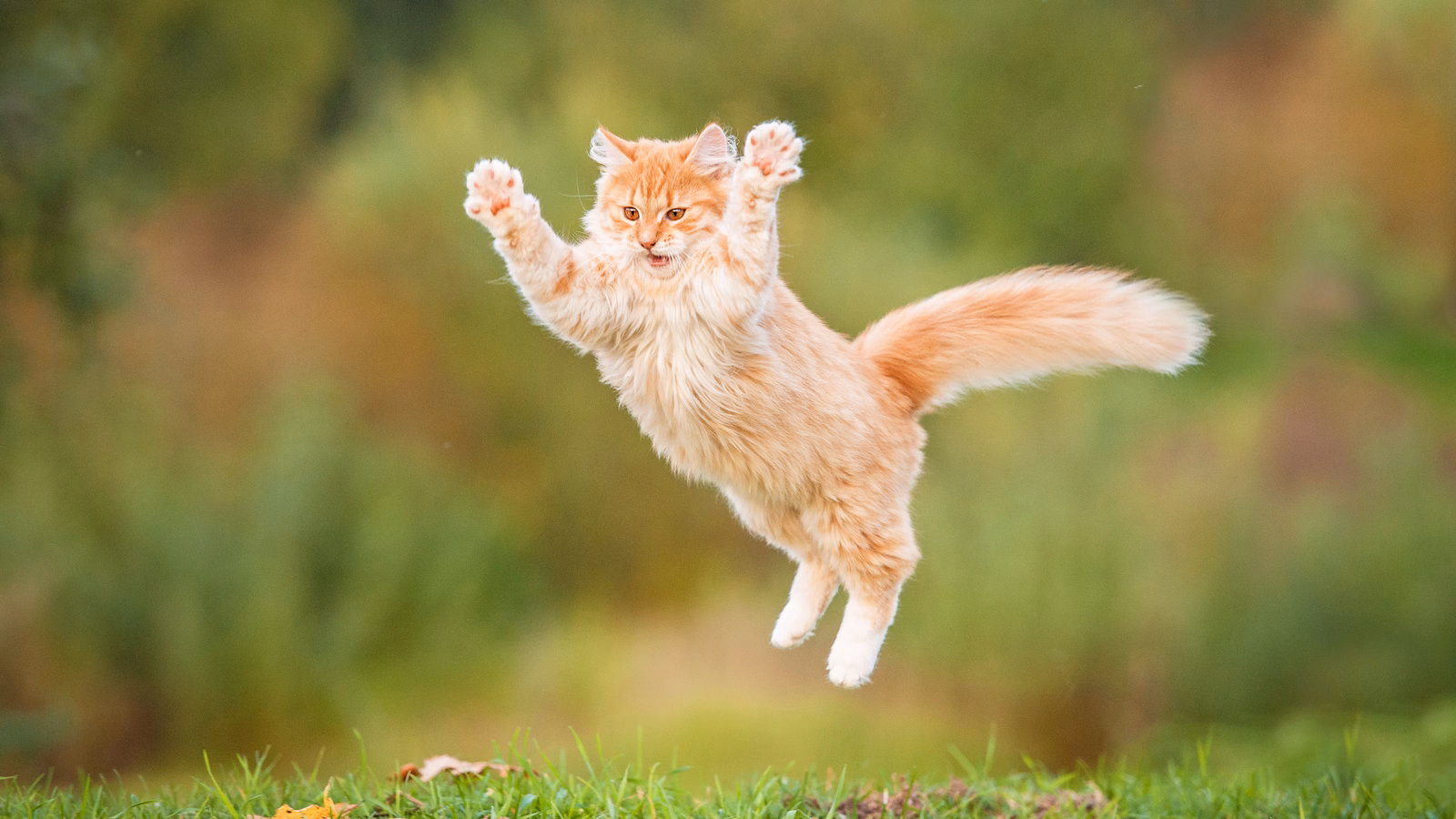 Devant 2 Devant -Éco Pattes original